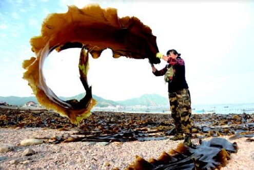 煙臺長島綜試區(qū)大欽島海帶出口量國內(nèi)占比超七成